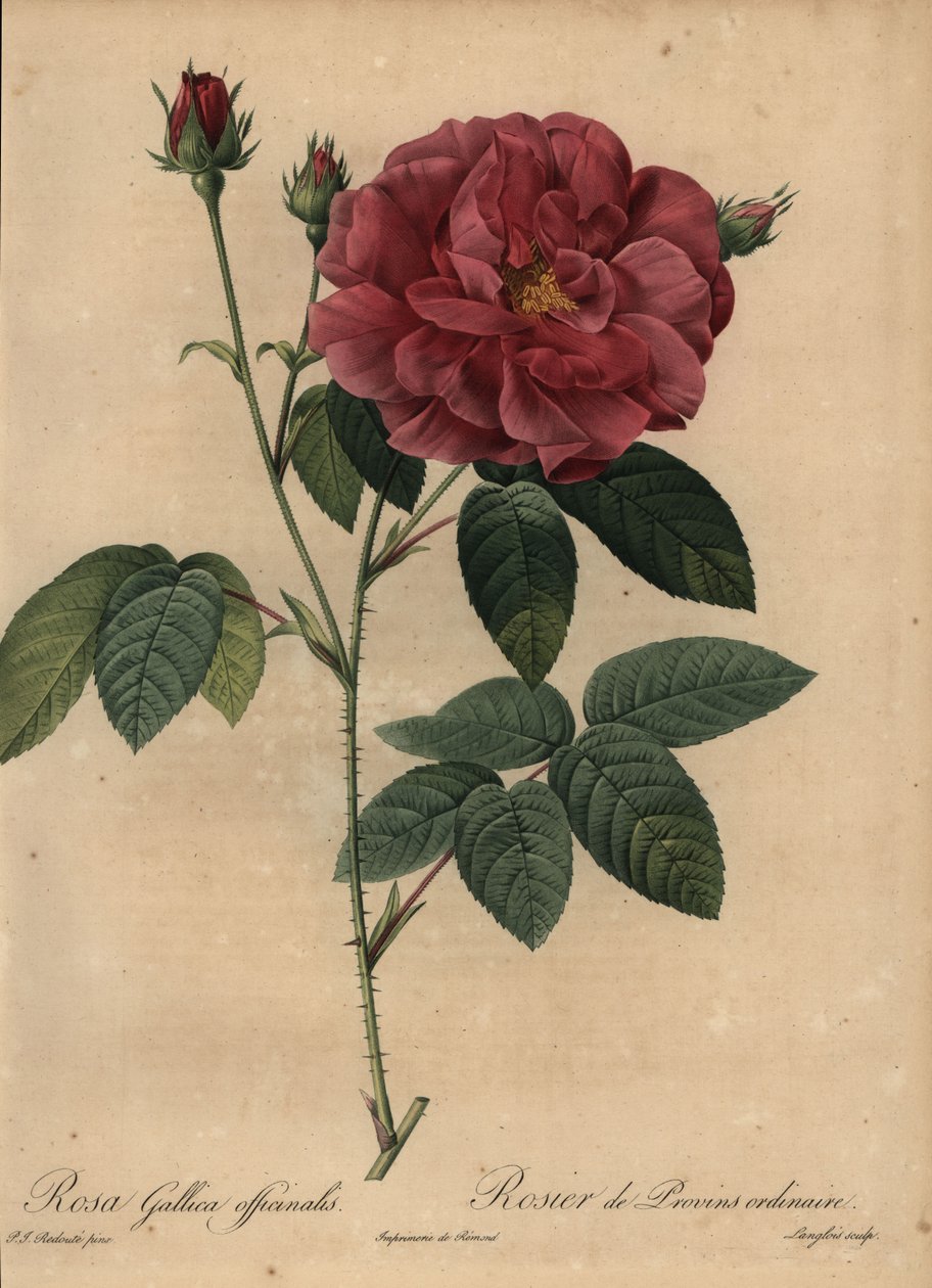 Crimson French Rose or Rose of Provins, Rosa Gallica Officinalis by Pierre Joseph Redouté