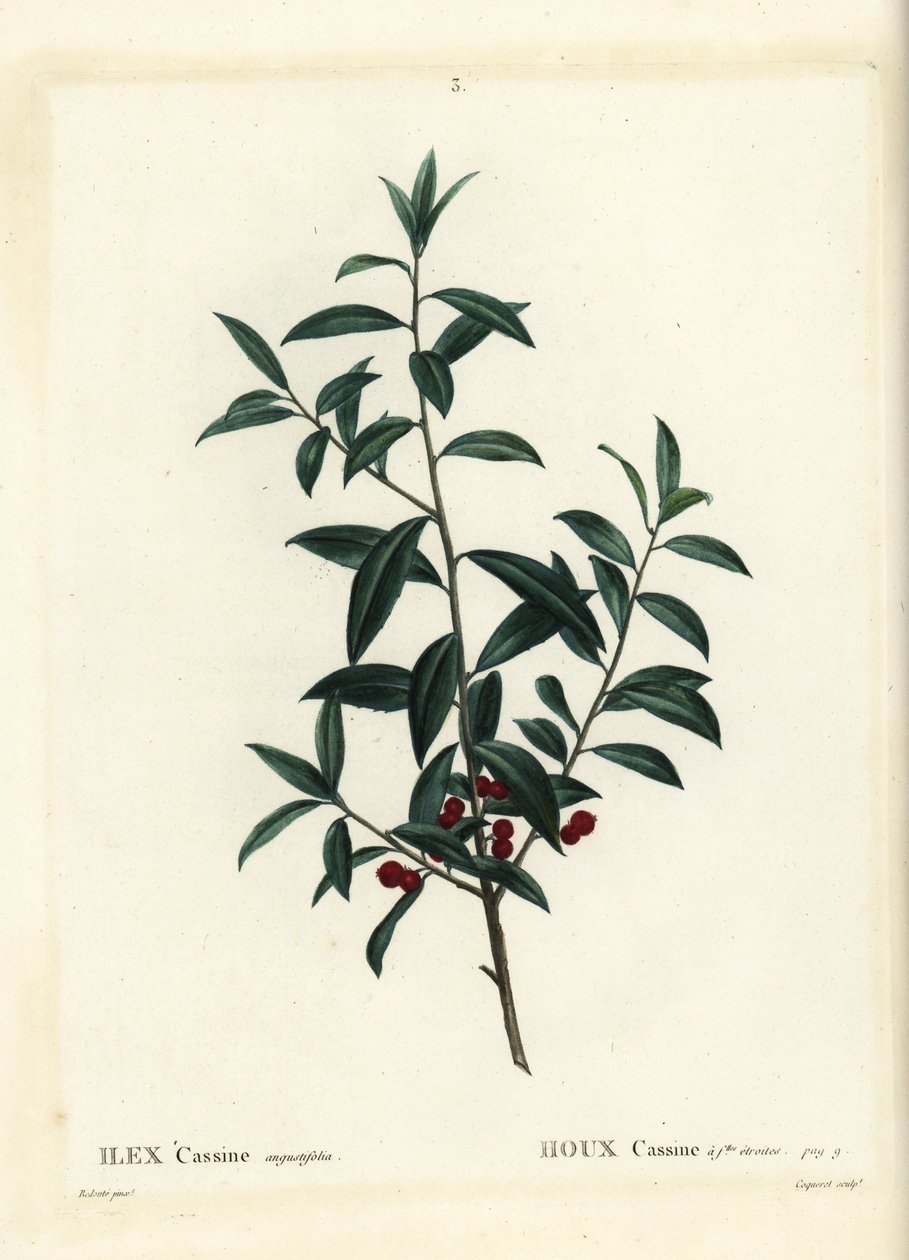 Dahoon Holly or Cassina, Ilex Cassine. Handcoloured Stipple Engraving by Coqueret after an Illustration by Pierre-Joseph Redoute from Henri Louis Duhamel du Moncel