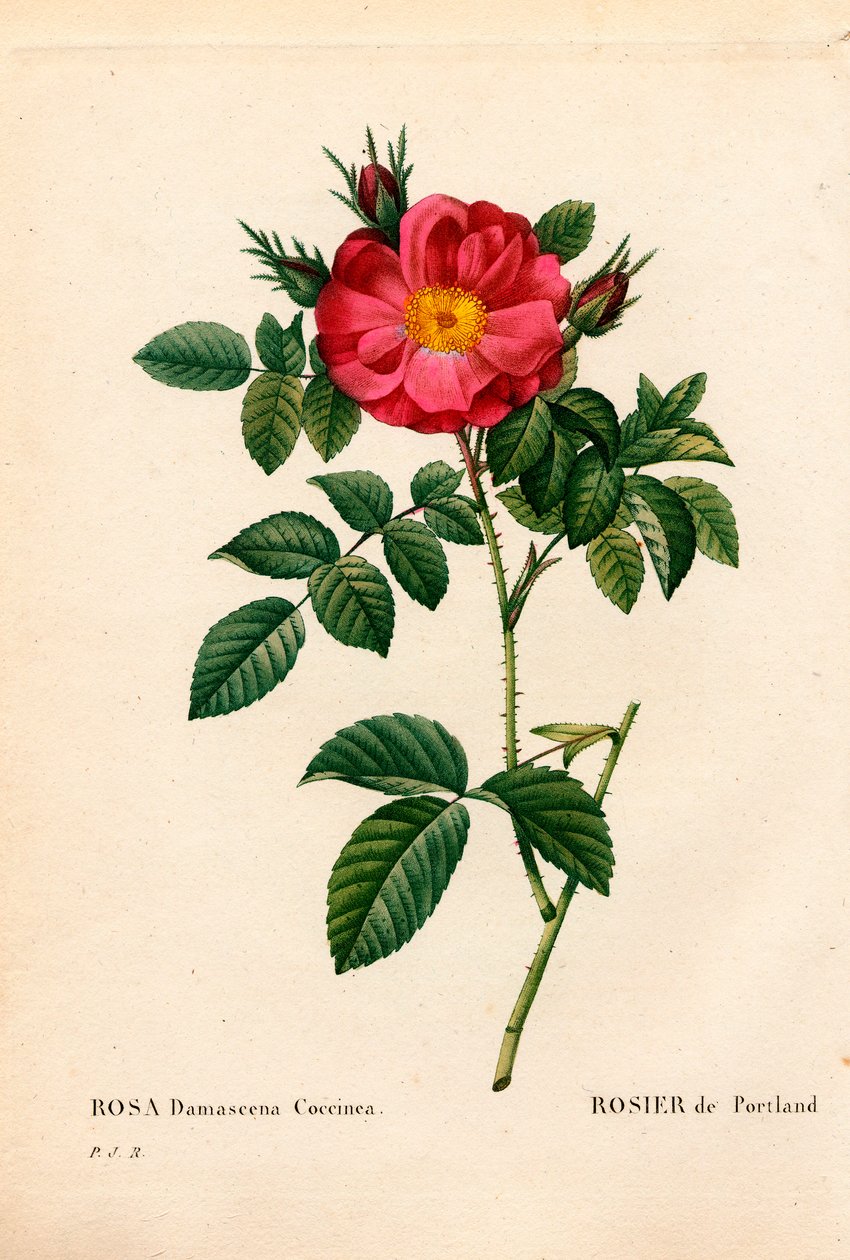 Duchess of Portland rose, Rosa portlandica by Pierre Joseph Redouté