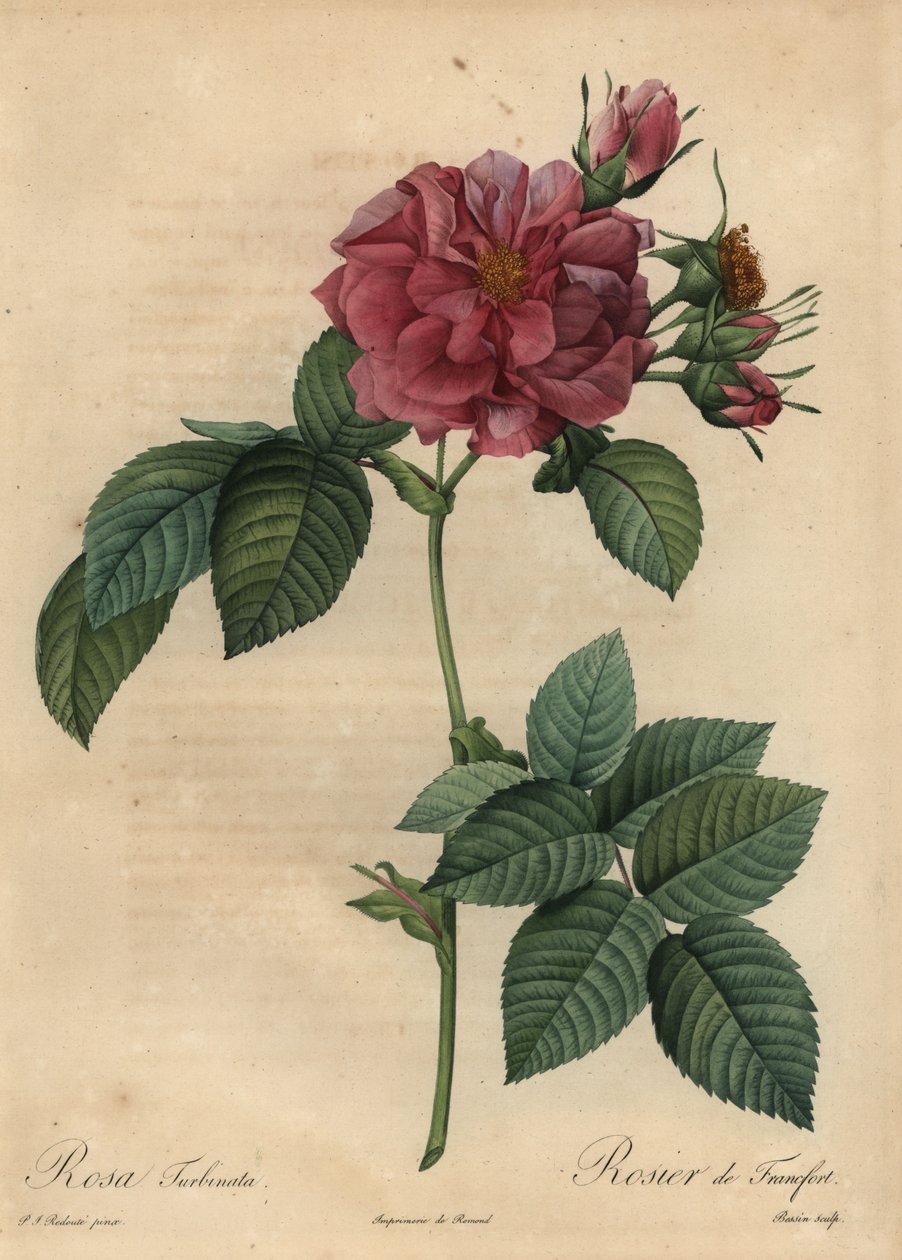 Dusty pink rose, Rosa turbinata by Pierre Joseph Redouté