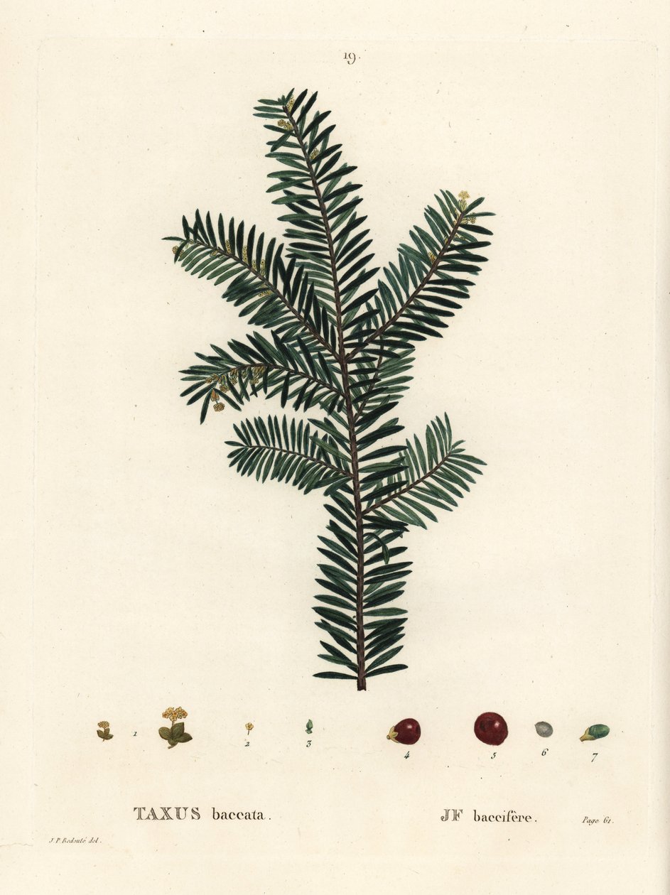 English Yew Tree or European Yew, Taxus Baccata. Handcoloured Stipple Engraving after an Illustration by Pierre-Joseph Redoute from Henri Louis Duhamel du Monceau