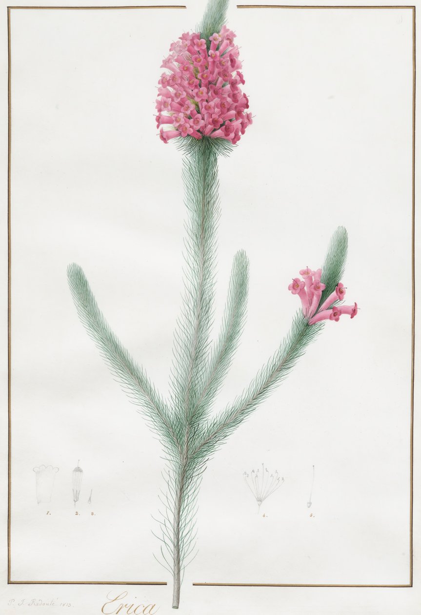 Erica Fulgida by Pierre Joseph Redouté