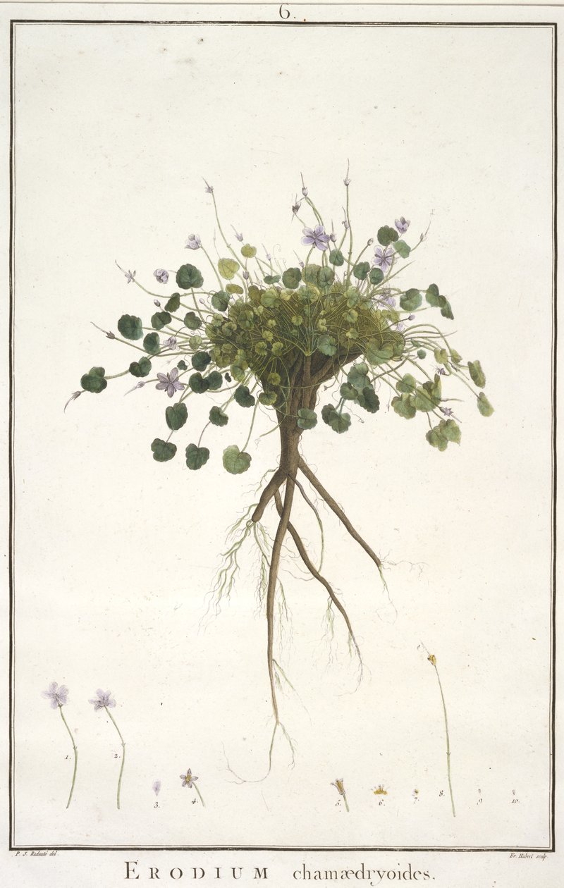 Erodium chamaedryoides, from Geraniologia, seu Erodii, Pelargonii, Monsoniae et Grieli historia iconibus illustrata, 1787-88 by Pierre Joseph Redouté