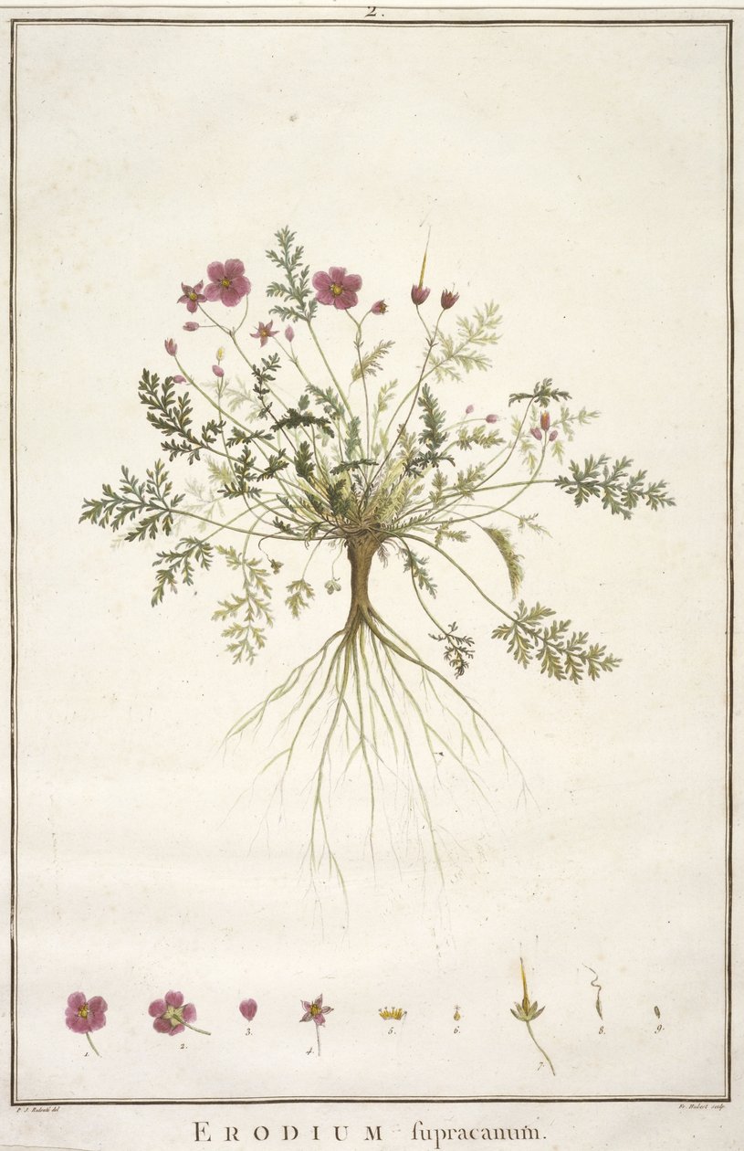 Erodium supracanum, from Geraniologia, seu Erodii, Pelargonii, Monsoniae et Grieli historia iconibus illustrata, 1787-88 by Pierre Joseph Redouté