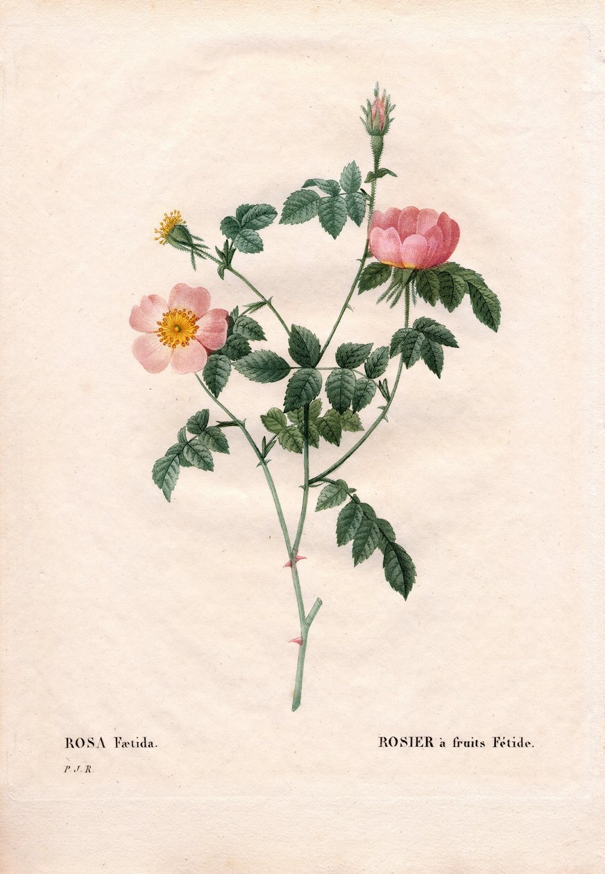 Fetid Fruit Rose. Handcoloured Stipple Copperplate Engraving from Pierre Joseph Redoute
