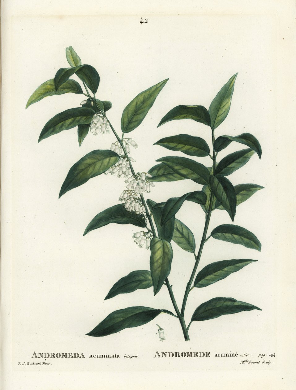 Fetterbush, Andromeda Acuminata by Pierre Joseph Redouté