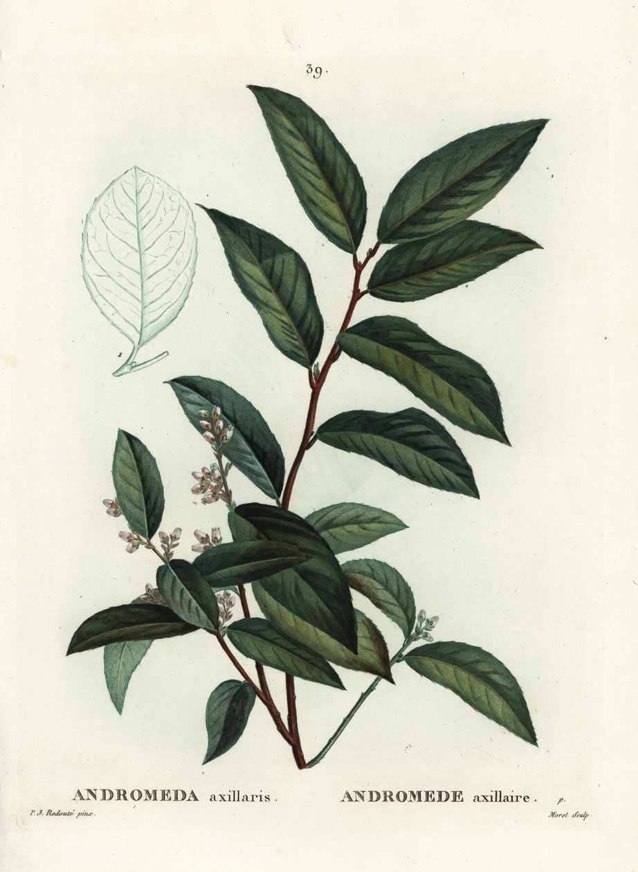 Fetterbush, Andromeda Axillaris by Pierre Joseph Redouté