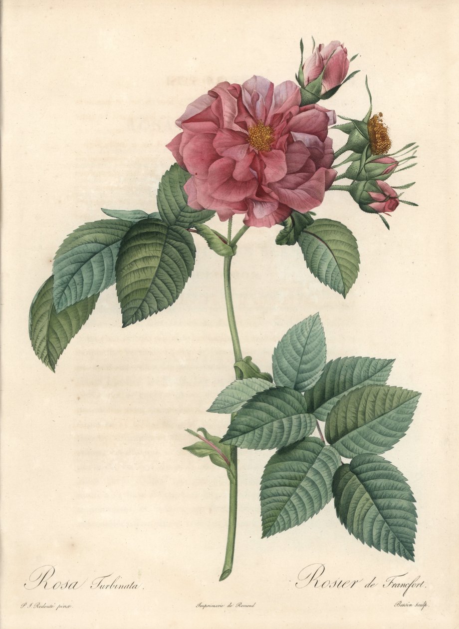 Frankfurt Rose - Illustration by Pierre Joseph Redoute, from Les Roses by Pierre Joseph Redouté
