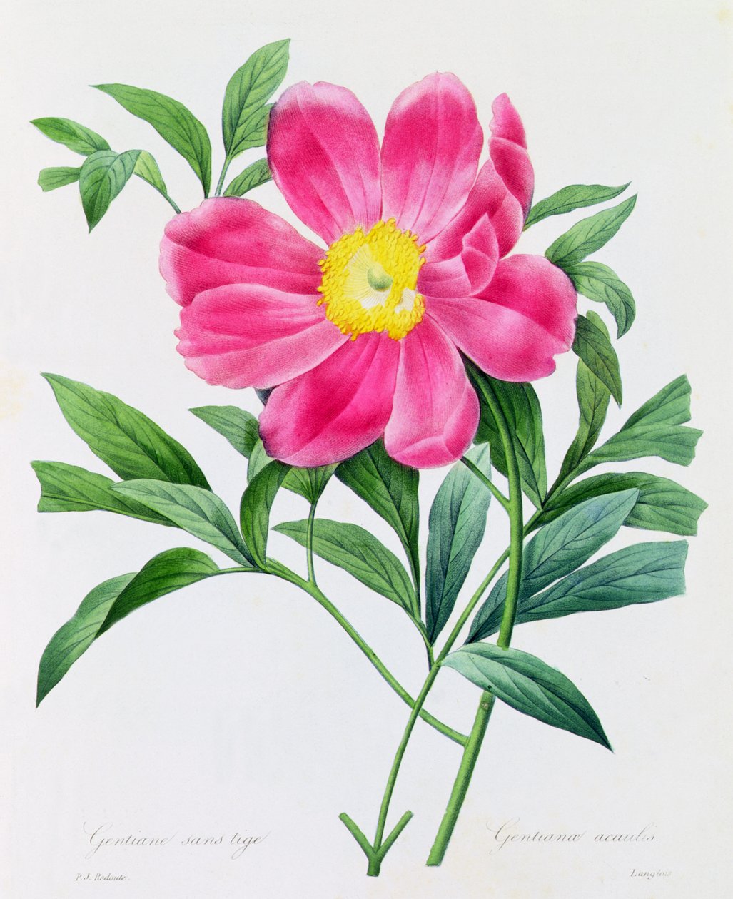 Gentiane Sans Tige by Pierre Joseph Redouté