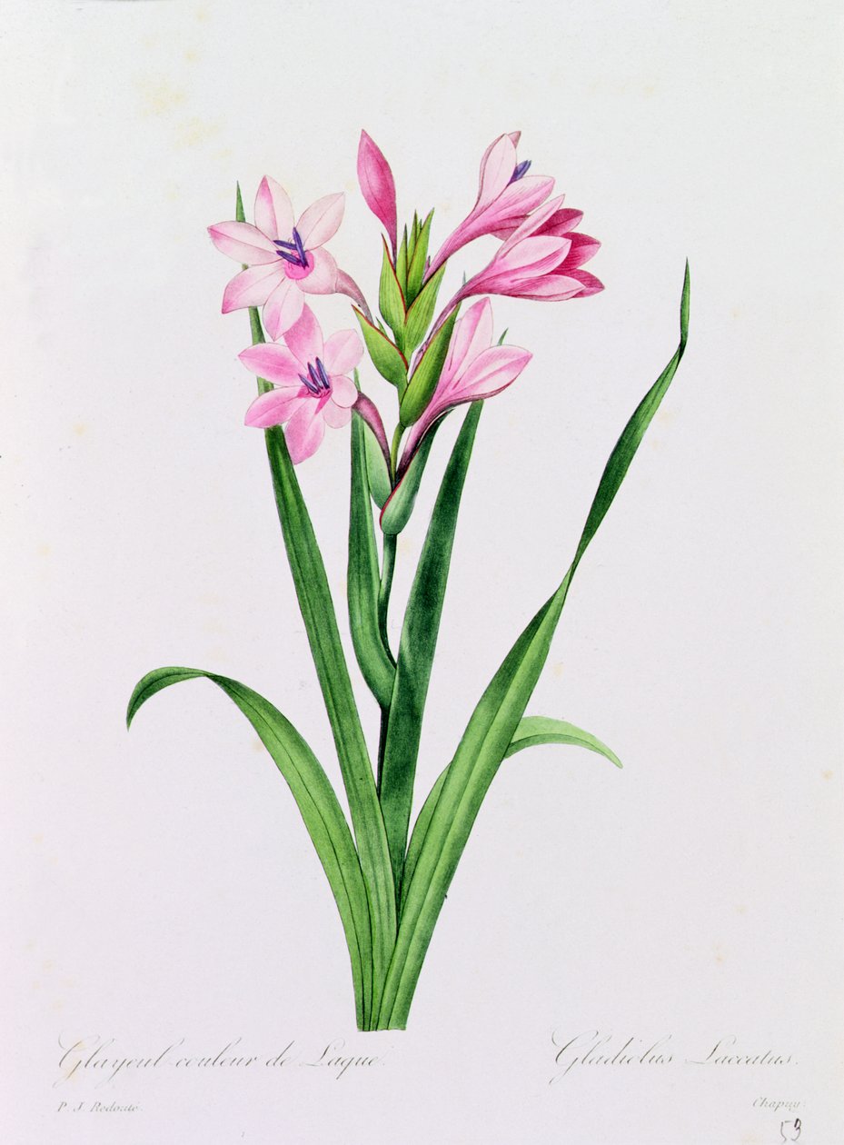Glayeul Couleur de Laque by Pierre Joseph Redouté