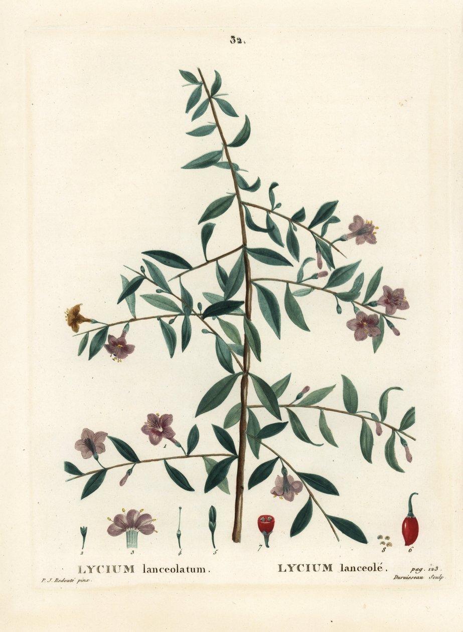 Goji Berry or Chinese Wolfberry, Lycium barbarum by Pierre Joseph Redouté