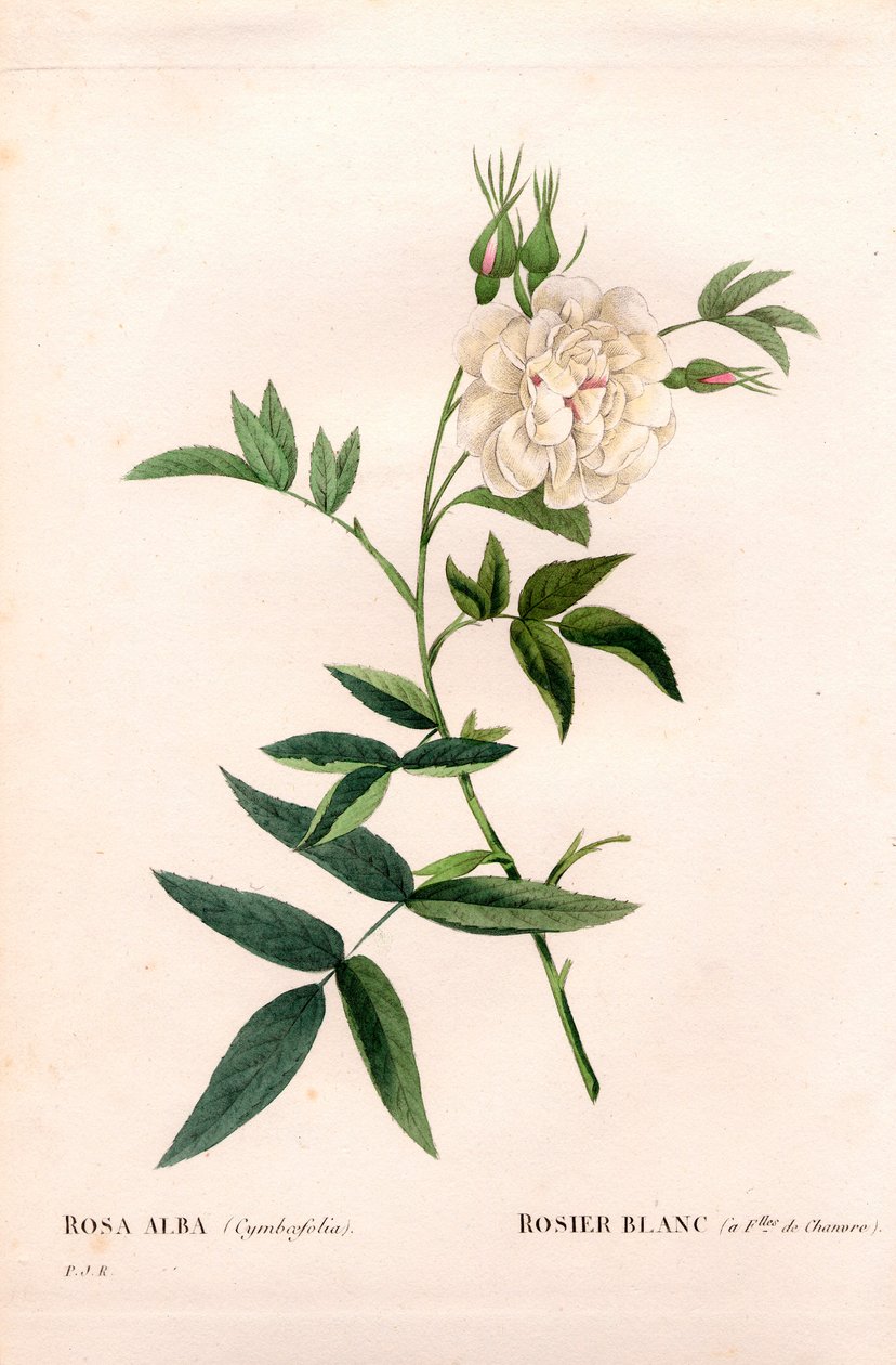 Hemp-leaved white rose, Rosa alba var. cannabifolia, white rose with hemp leaves. Handcoloured stipple copperplate engraving from Pierre Joseph Redoute