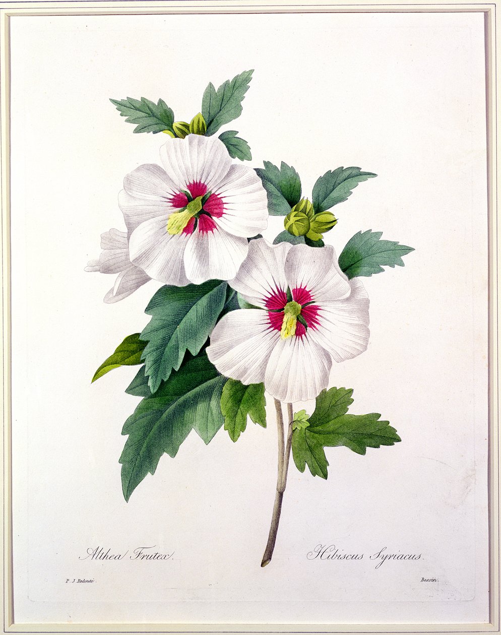 Hibiscus syriacus, engraved by Bessin, from 