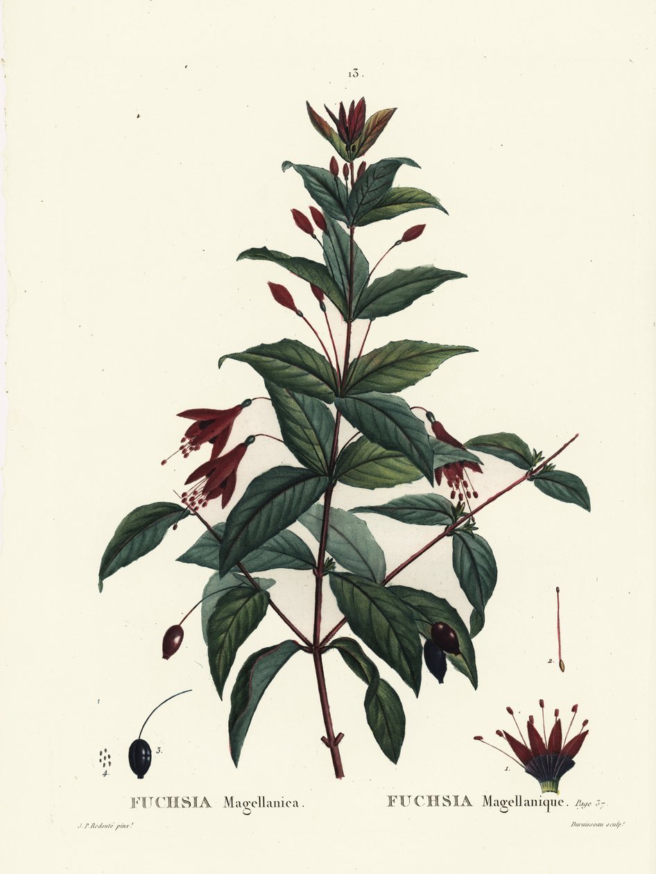 Hummingbird Fuchsia, Fuchsia magellanica by Pierre Joseph Redouté