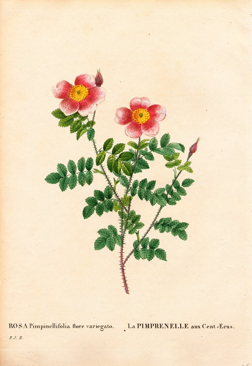 Hundred-Crowns Burnet rose, Rosa pimpinellifolia variety, La Pimprenelle aux Cent-Ecus. Handcoloured stipple copperplate engraving from Pierre Joseph Redoute