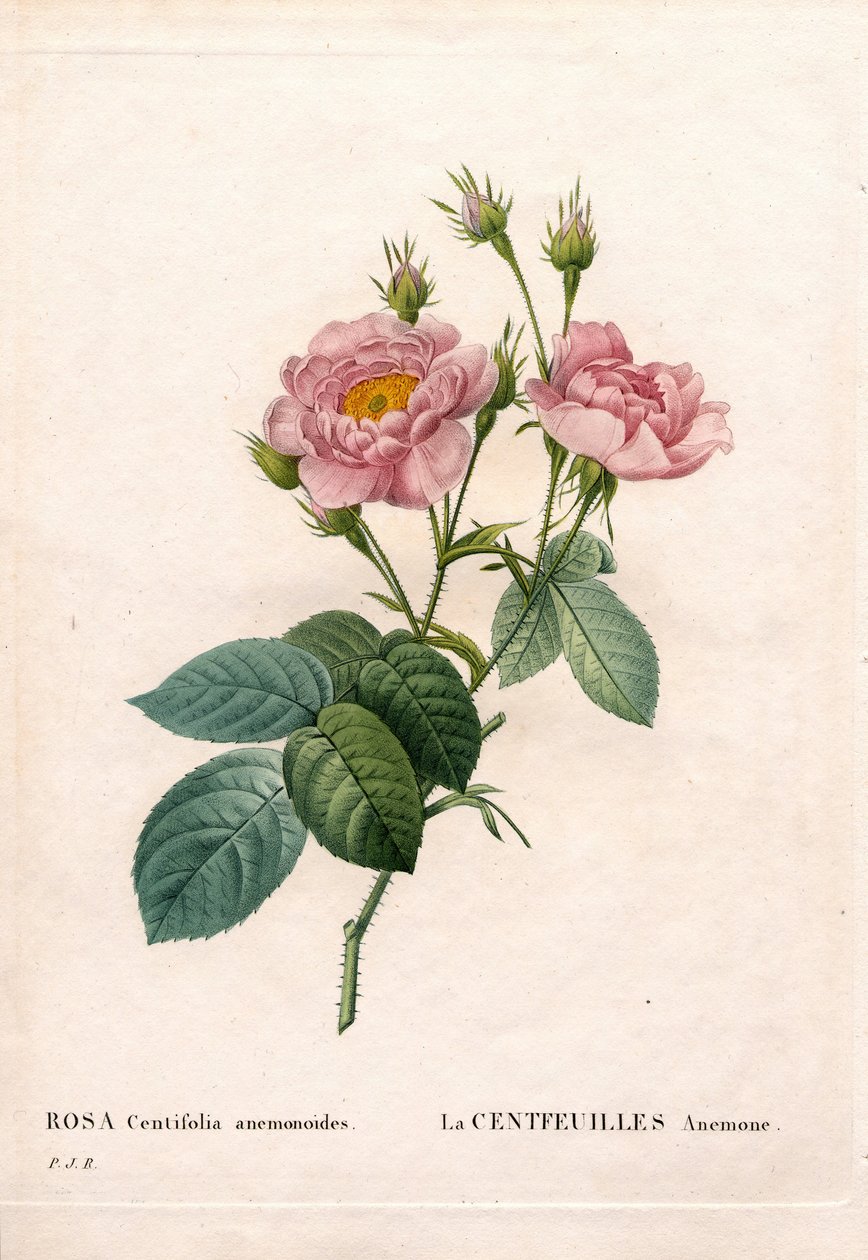 Hundred-Petalled Anemone rose, Rosa centifolia variety by Pierre Joseph Redouté