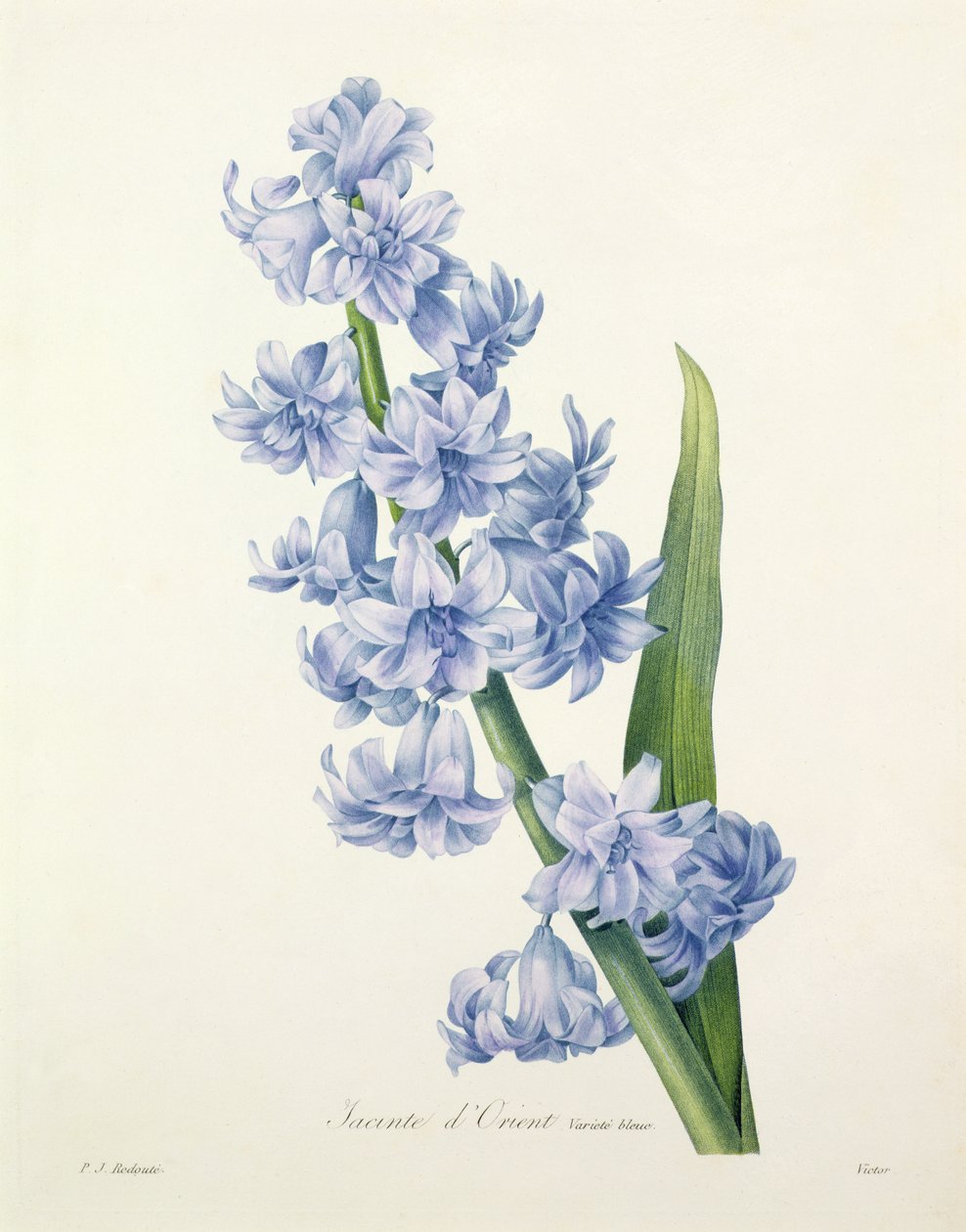 Hyacinthus Orientalis (Common Hyacinth), Engraved by Victor, from 