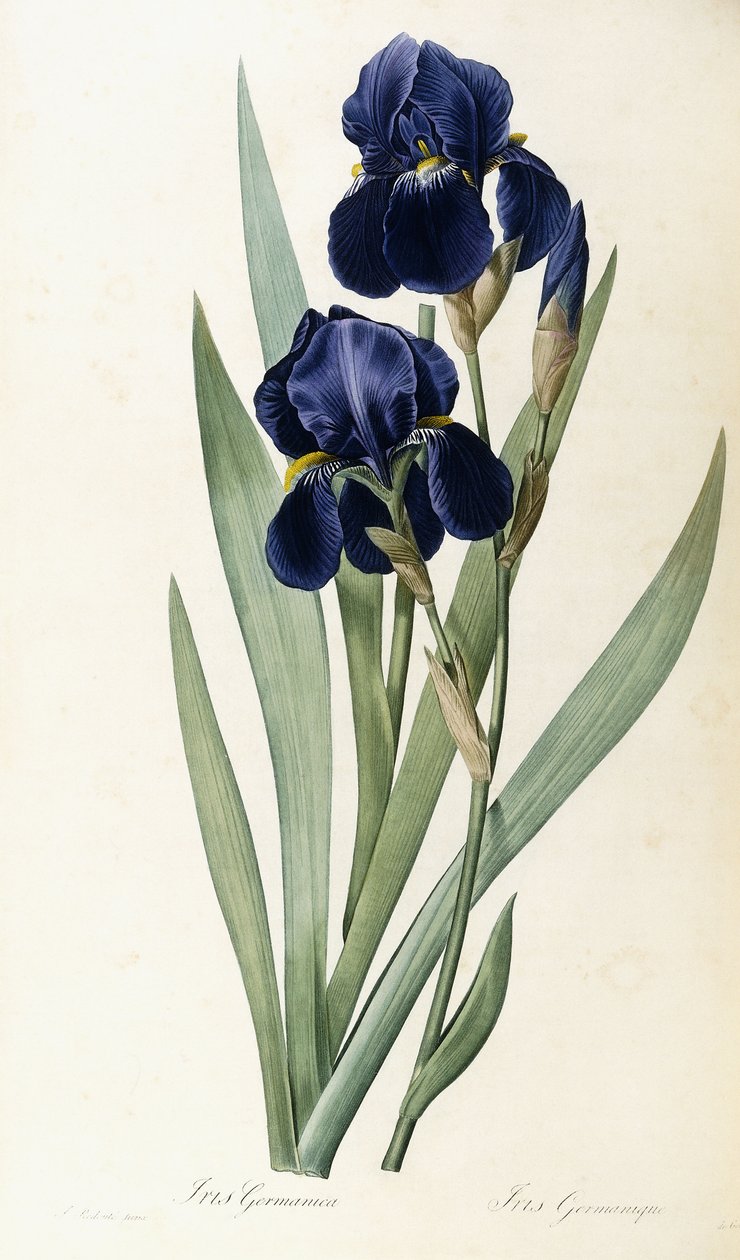 Iris Germanica by Pierre Joseph Redout Fine art print