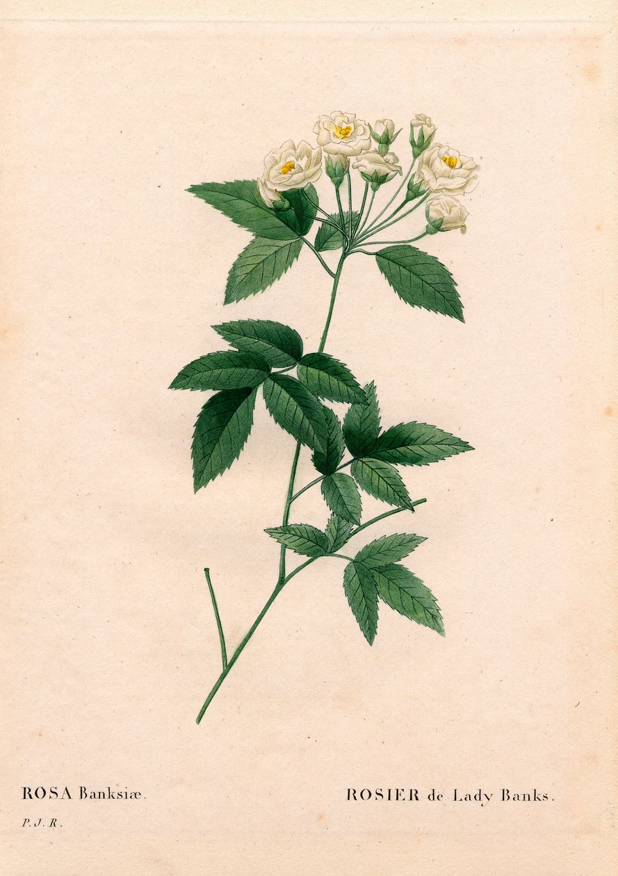 Lady Banks Rose, Rosa Banksiae var. Alba-Plena by Pierre Joseph Redouté