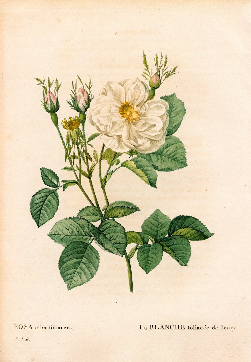 Leafy white rose of Fleury, Rosa alba variety, la blanc foliacee de Fleury. Handcoloured stipple copperplate engraving from Pierre Joseph Redoute