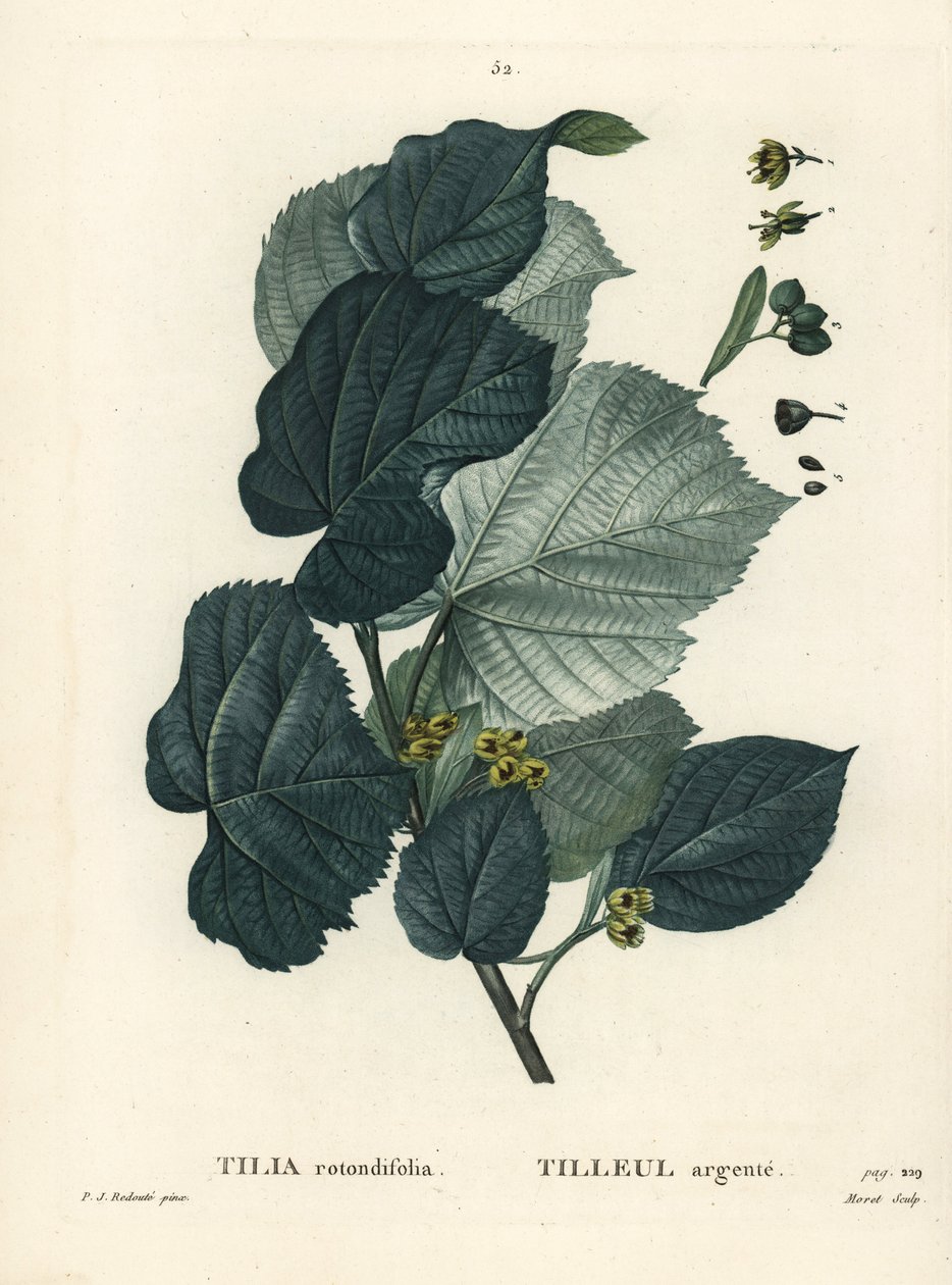 Lime Tree, Tilia Rotundifolia by Pierre Joseph Redouté
