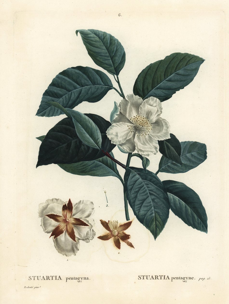 Malachodendron pentagynum (Stewartia or Stuartia pentagyna). Handcoloured stipple engraving after an illustration by Pierre-Joseph Redoute from Henri Louis Duhamel du Monceau