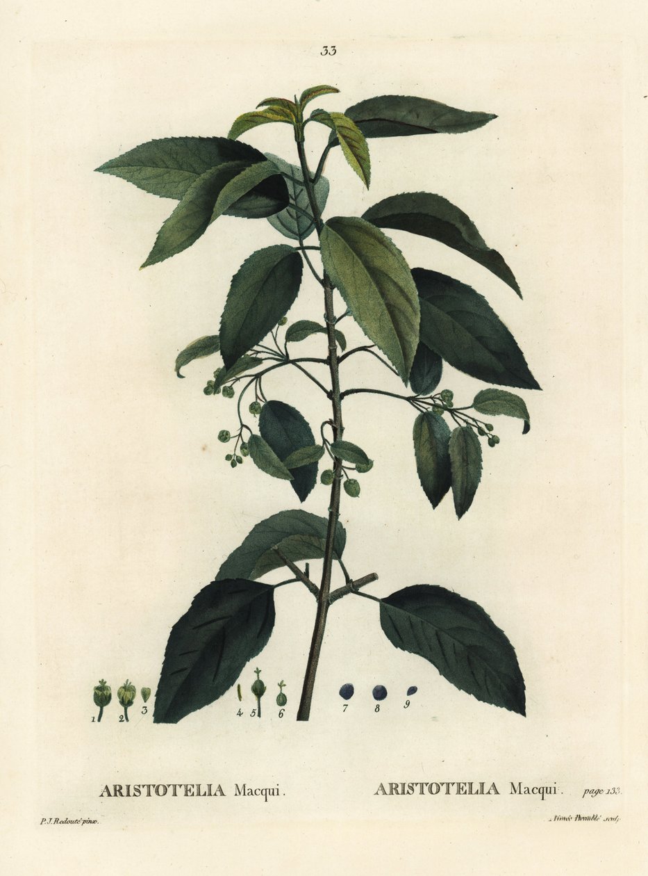 Maqui or Chilean wineberry, Aristotelia chilensis by Pierre Joseph Redouté