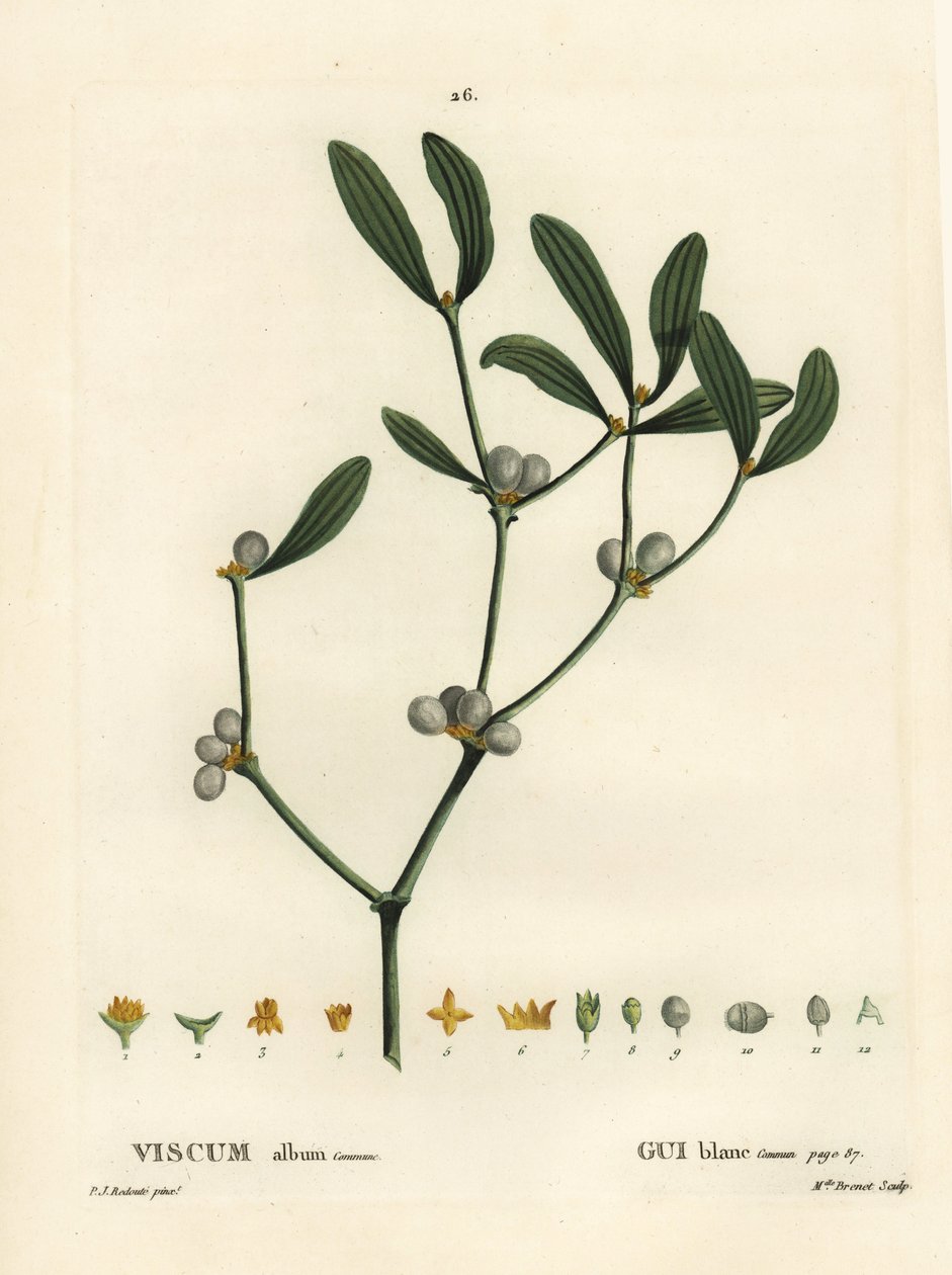 Mistletoe, Visum album by Pierre Joseph Redouté