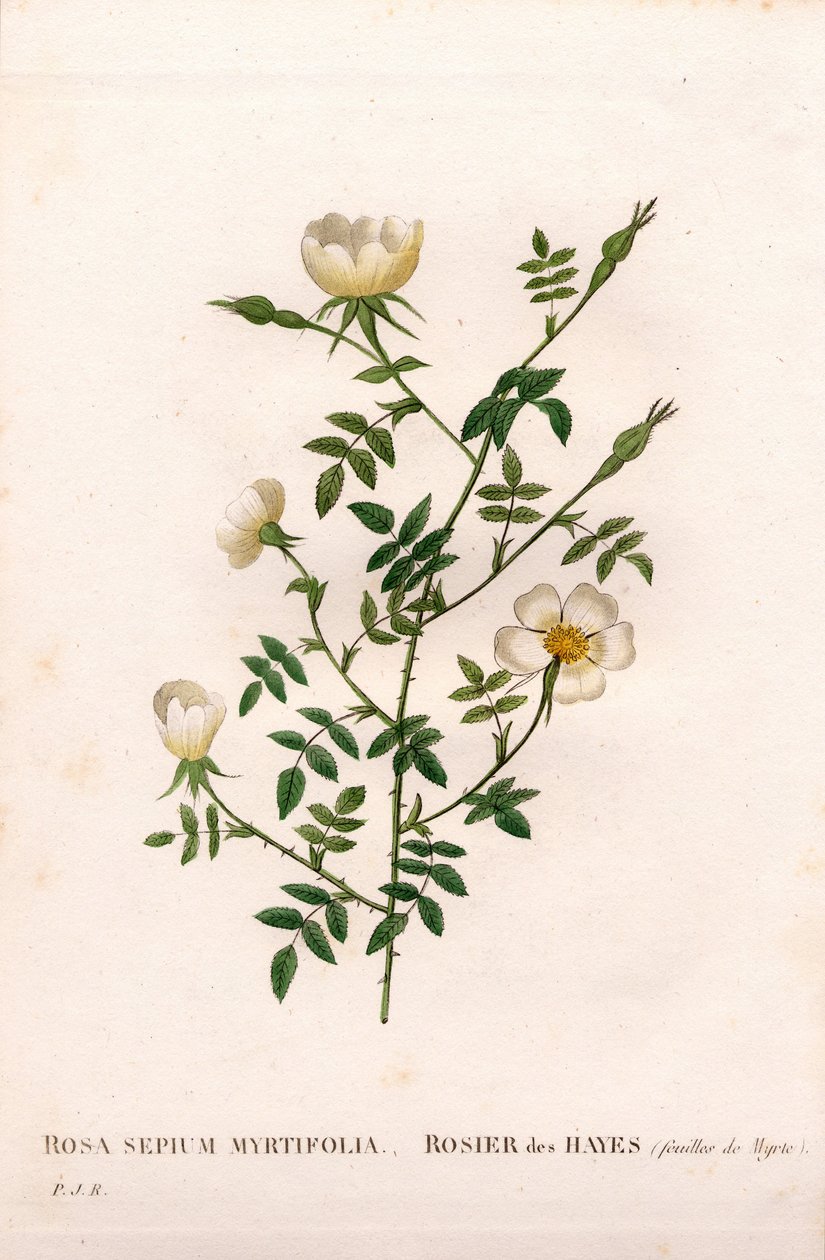 Myrtle-leaved hedge rose, Rosa aggrestis variety, Rose des Hayes with Myrtle leaves. Handcoloured stipple copperplate engraving from Pierre Joseph Redoute