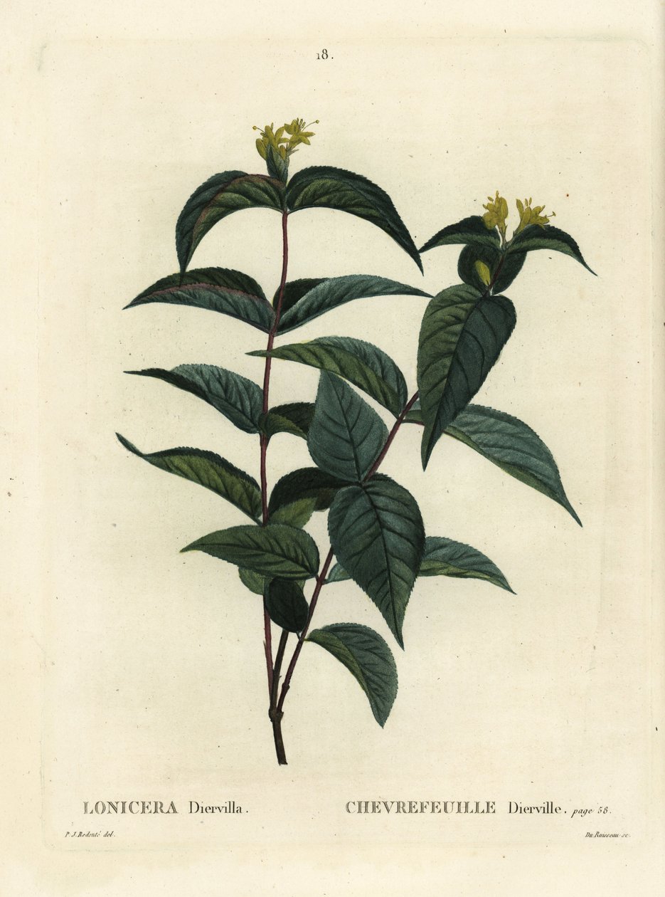 Northern bush honeysuckle, Diervilla lonicera (Lonicera diervilla). Handcoloured stipple engraving by Du Ruisseau after an illustration by Pierre-Joseph Redoute from Henri Louis Duhamel du Moncel