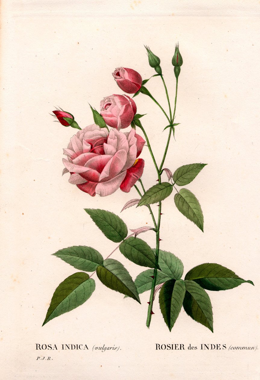 Old blush rose, Rosa chinensis, Indian rose common by Pierre Joseph Redouté