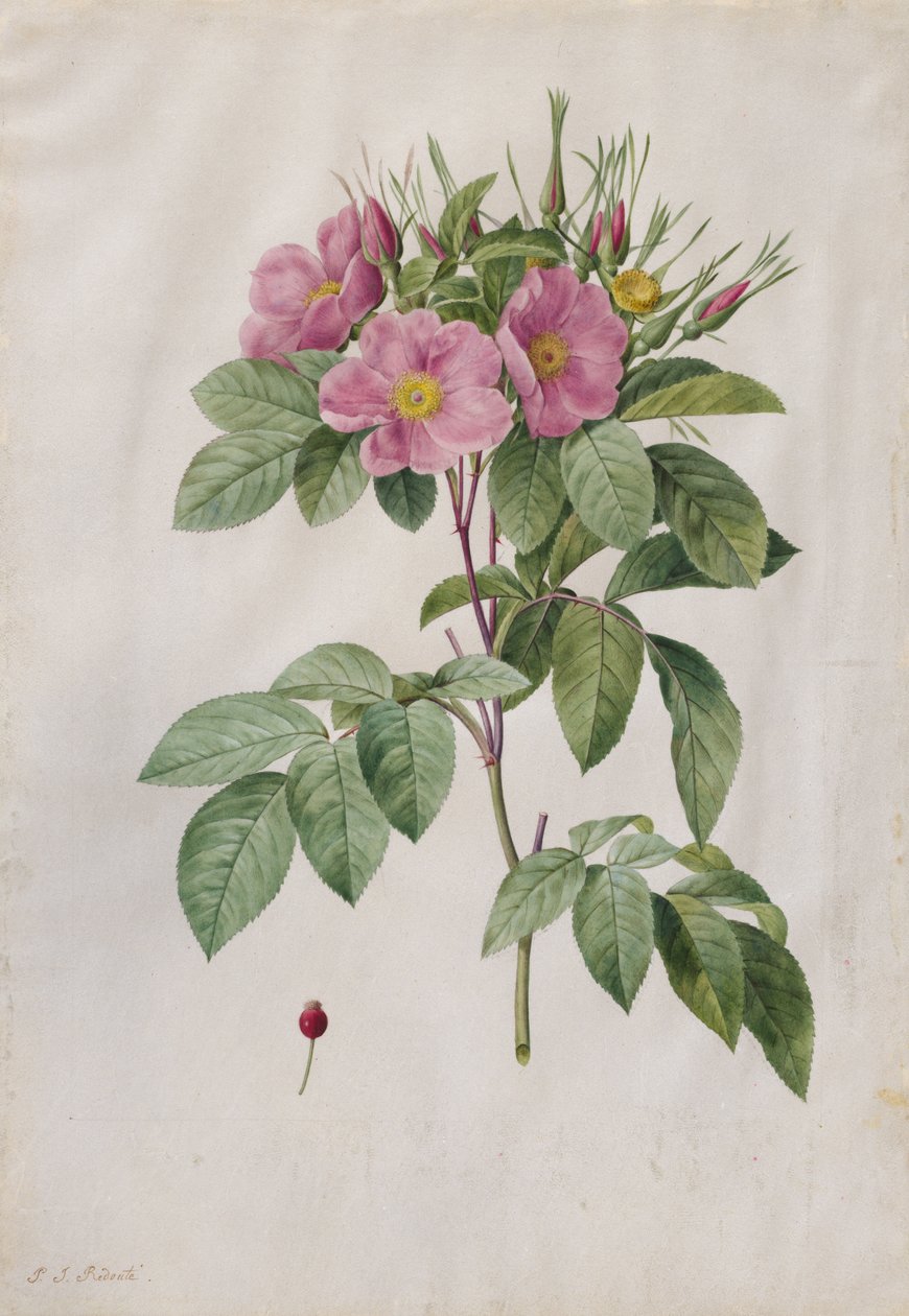 Pasture Rose (Rosa Carolina Corymbosa) by Pierre Joseph Redouté
