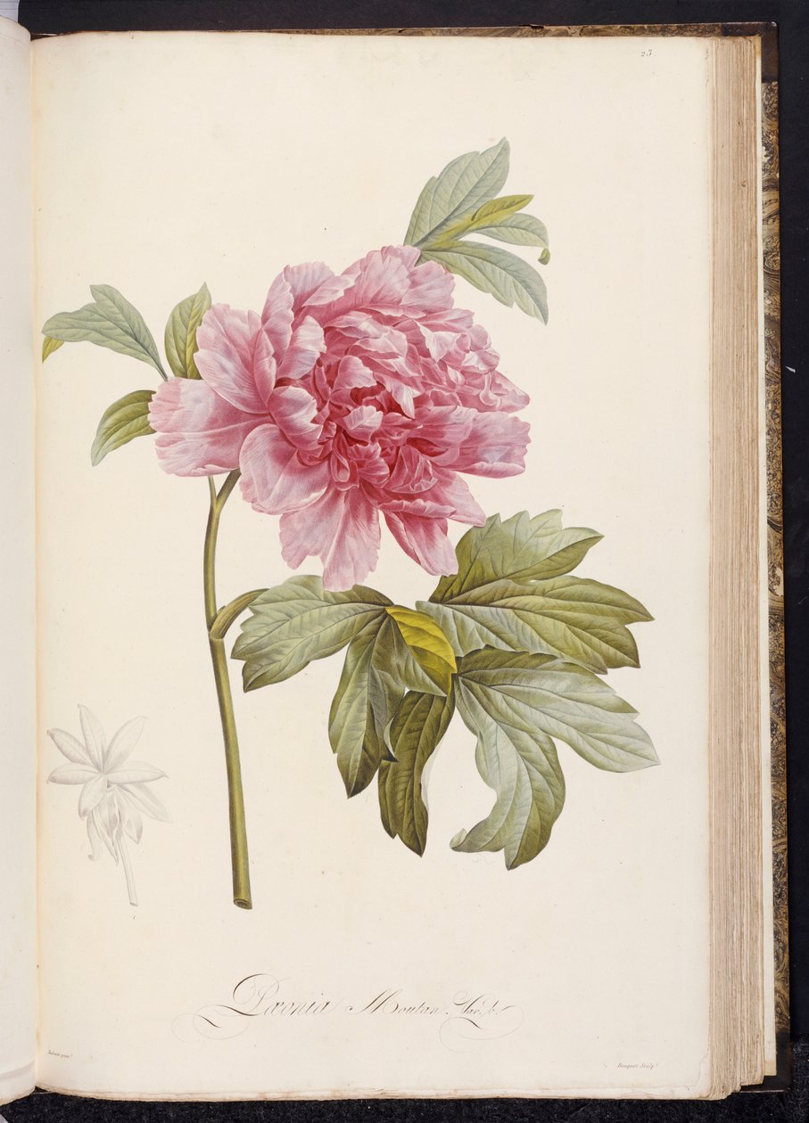 Peony, from 