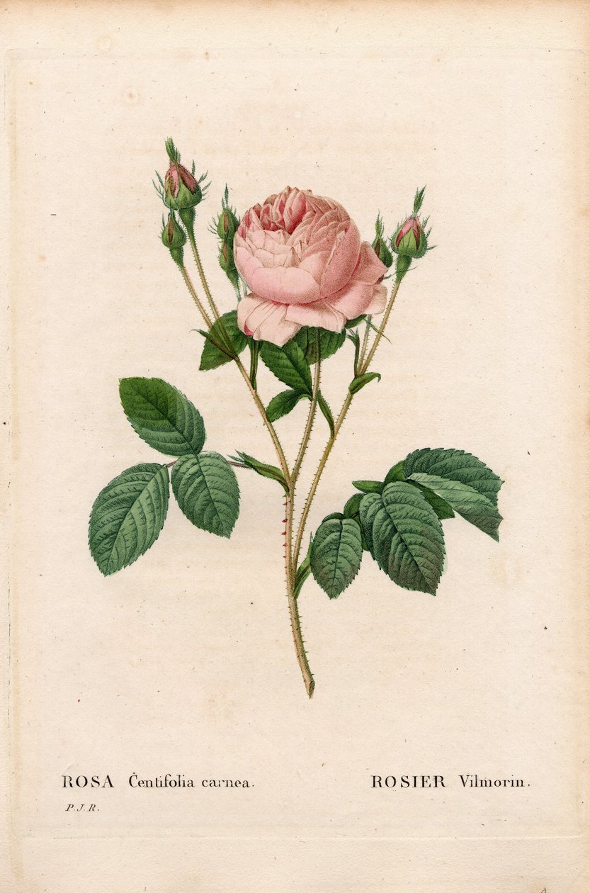 Pink Vilmorin, Rosa centifolia Vilmorin by Pierre Joseph Redouté