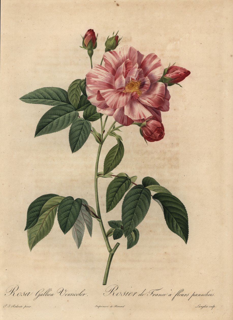 Pink and white Gallic rose or French rose, Rosa gallica by Pierre Joseph Redouté