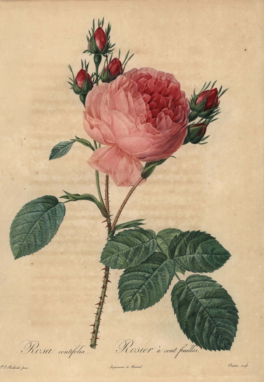Pink cabbage rose or Provence rose, Rosa centifolia by Pierre Joseph Redouté