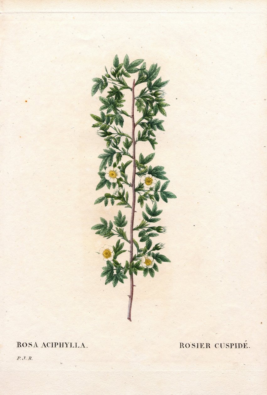 Pink cuspidate, Rosa canina variety by Pierre Joseph Redouté