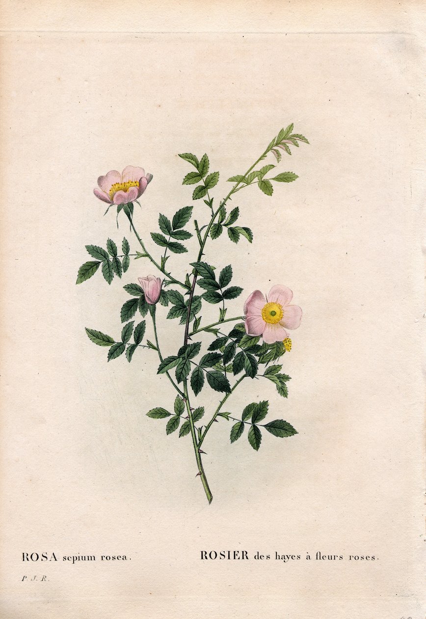 Pink hedge rose, Rosa aggrestis variety, Rose of the hayes with pink flowers. Handcoloured stipple copperplate engraving from Pierre Joseph Redoute