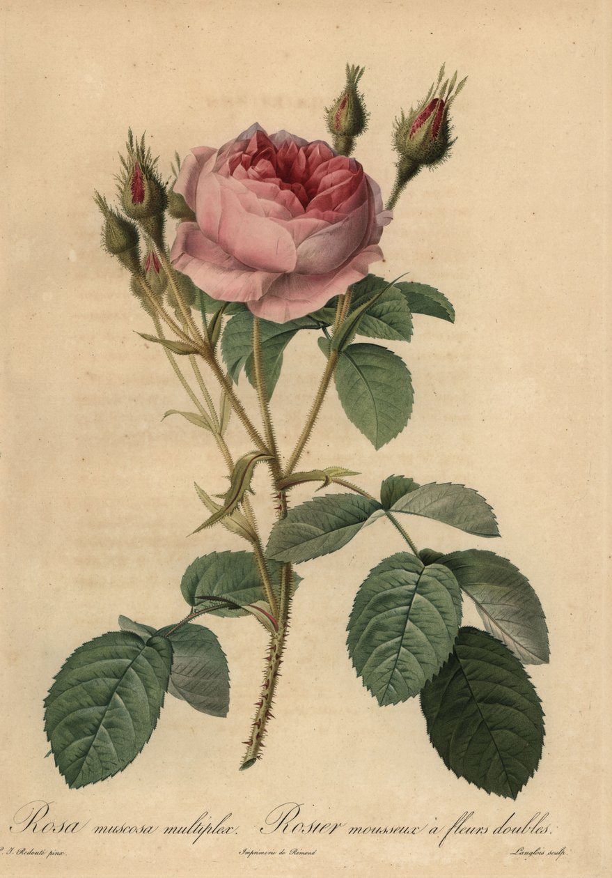 Pink moss rose, Rosa centifolia f. muscosa by Pierre Joseph Redouté