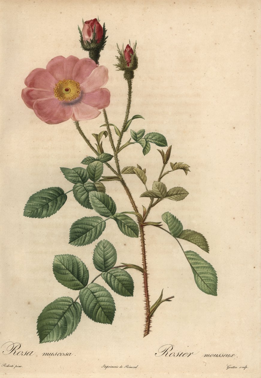 Pink rose, Rosa muscosa by Pierre Joseph Redouté