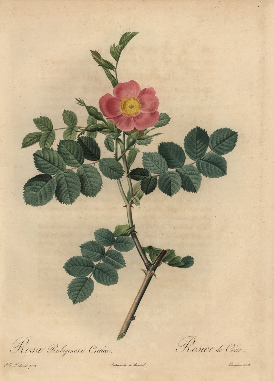 Pink sweetbriar rose, Rosa rubiginosa by Pierre Joseph Redouté