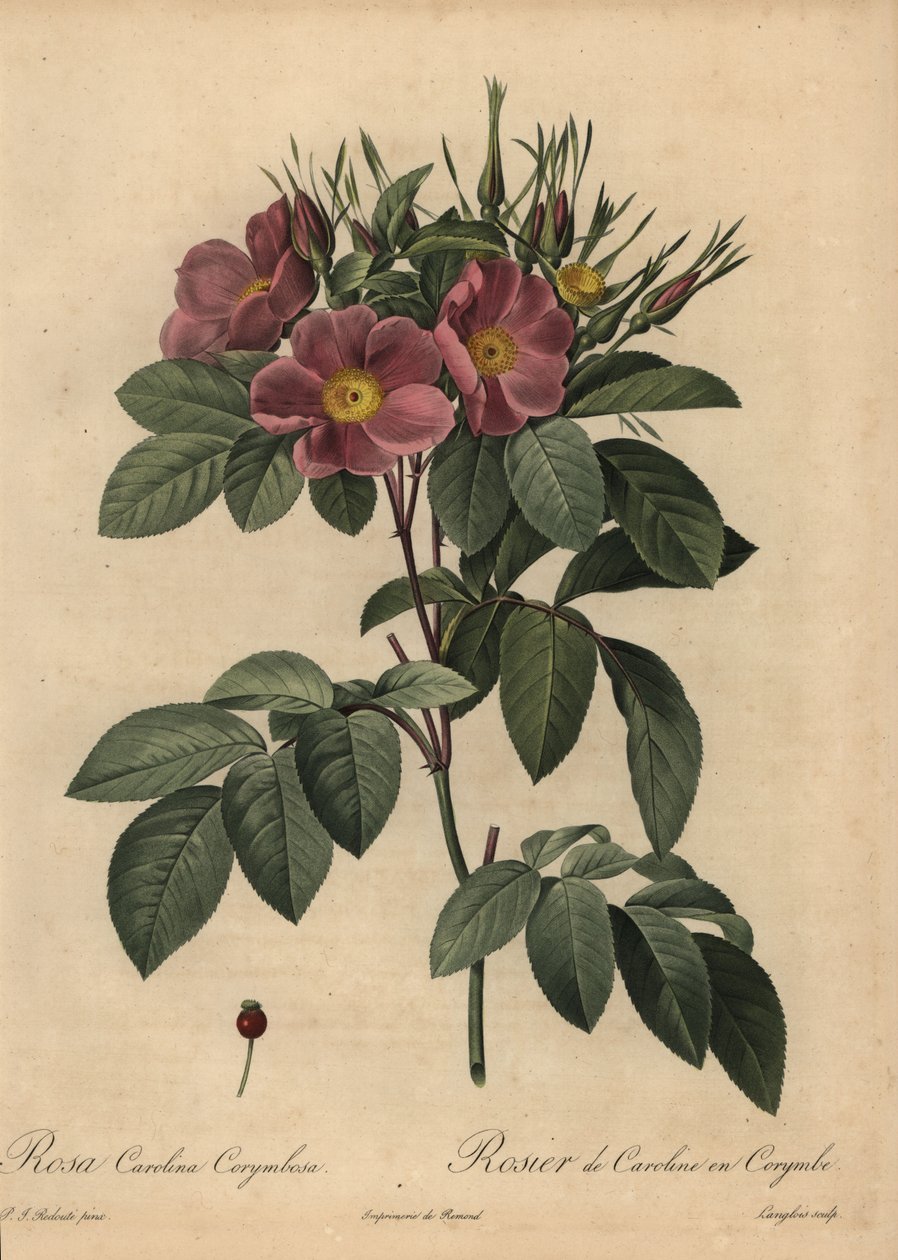 Purple Carolina rose or pasture rose, Rosa carolina corymbosa by Pierre Joseph Redouté