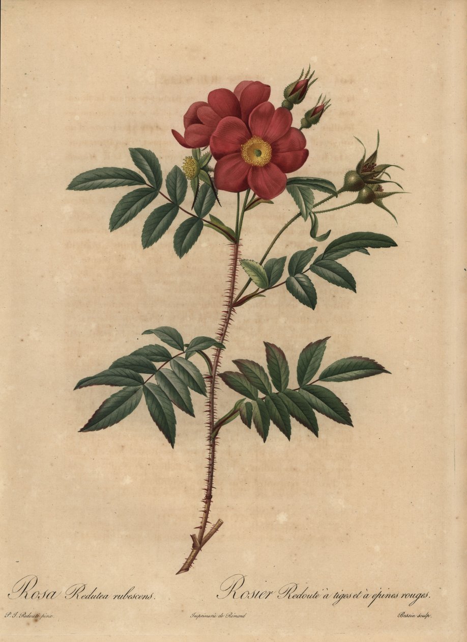 Red Rose, Rosa by Pierre Joseph Redouté