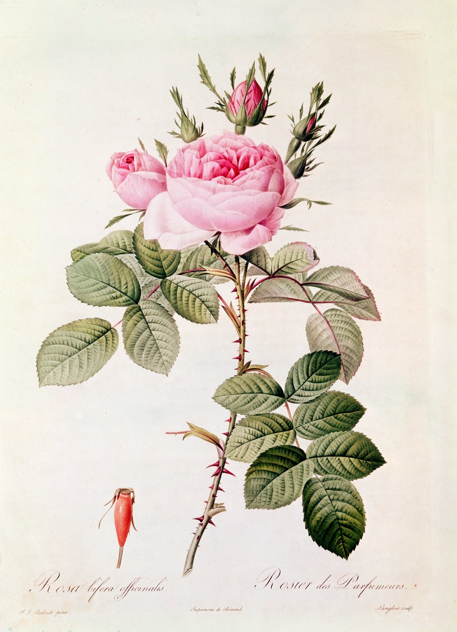 Rosa Bifera Officinalis, from 