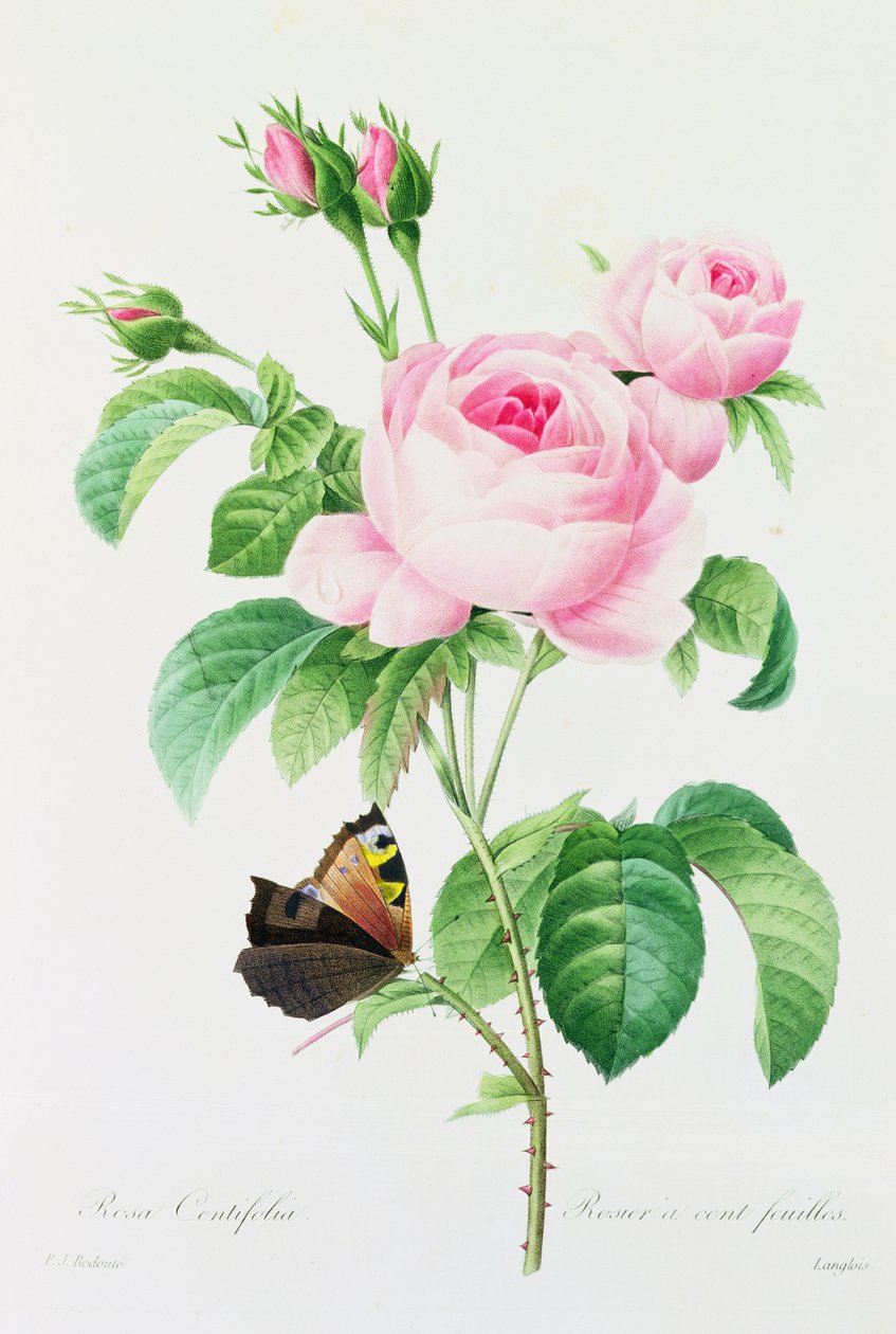 Rosa Centifola by Pierre Joseph Redouté