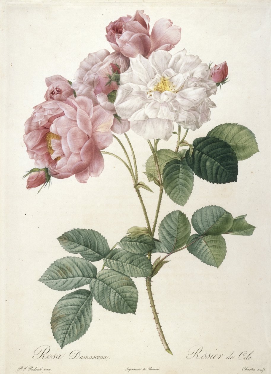 Rosa Damascena, from Les Roses, 1817-24 by Pierre Joseph Redouté