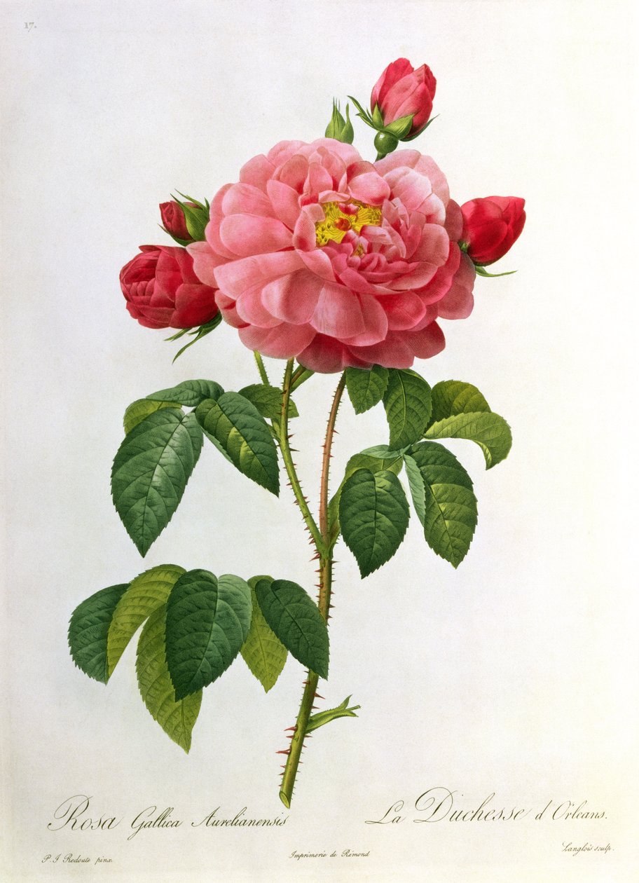 Rosa Gallica Aurelianensis, engraved by Eustache Hyacinthe Langlois by Pierre Joseph Redouté