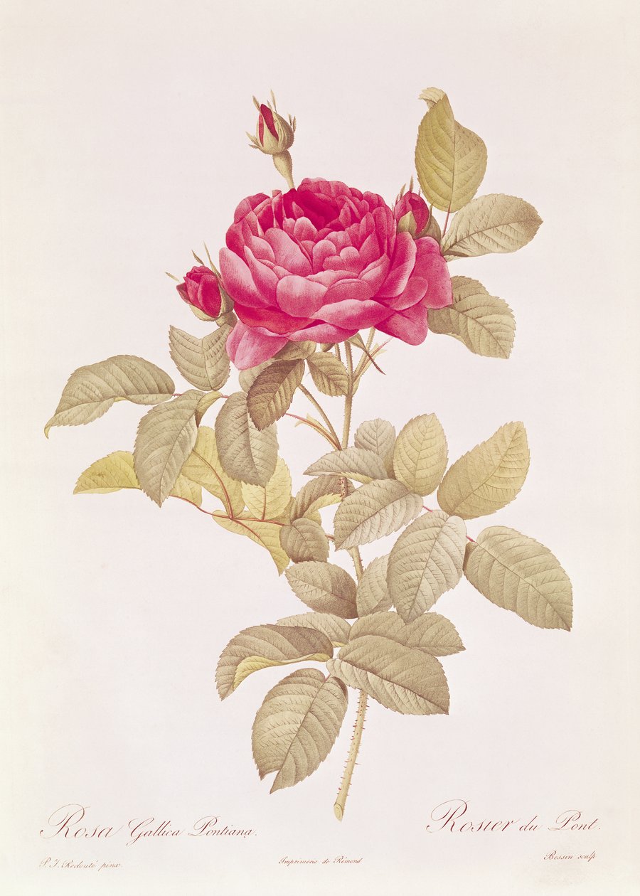 Rosa Gallica Pontiana, from 