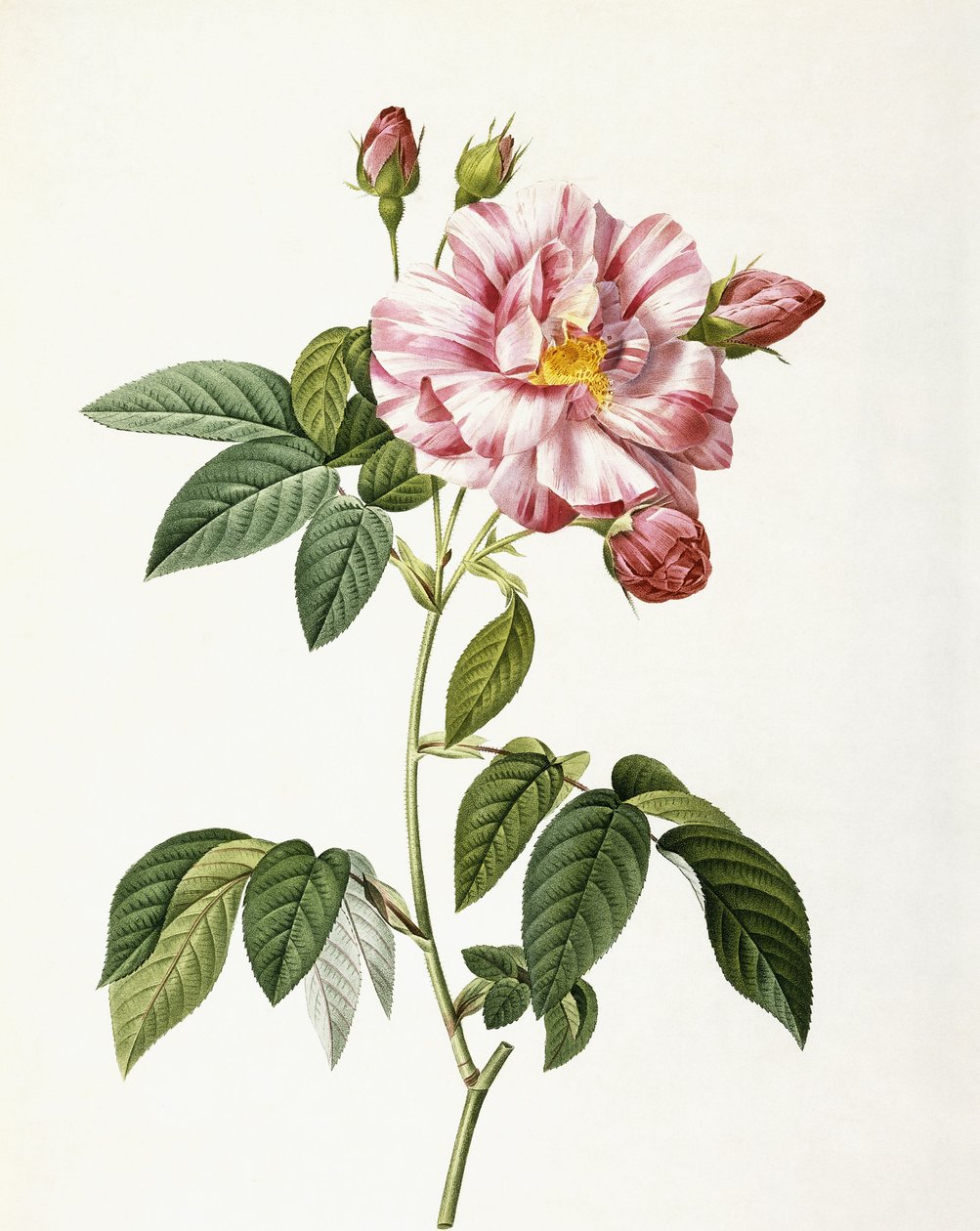 Rosa Gallica Versicolor by Pierre Joseph Redouté