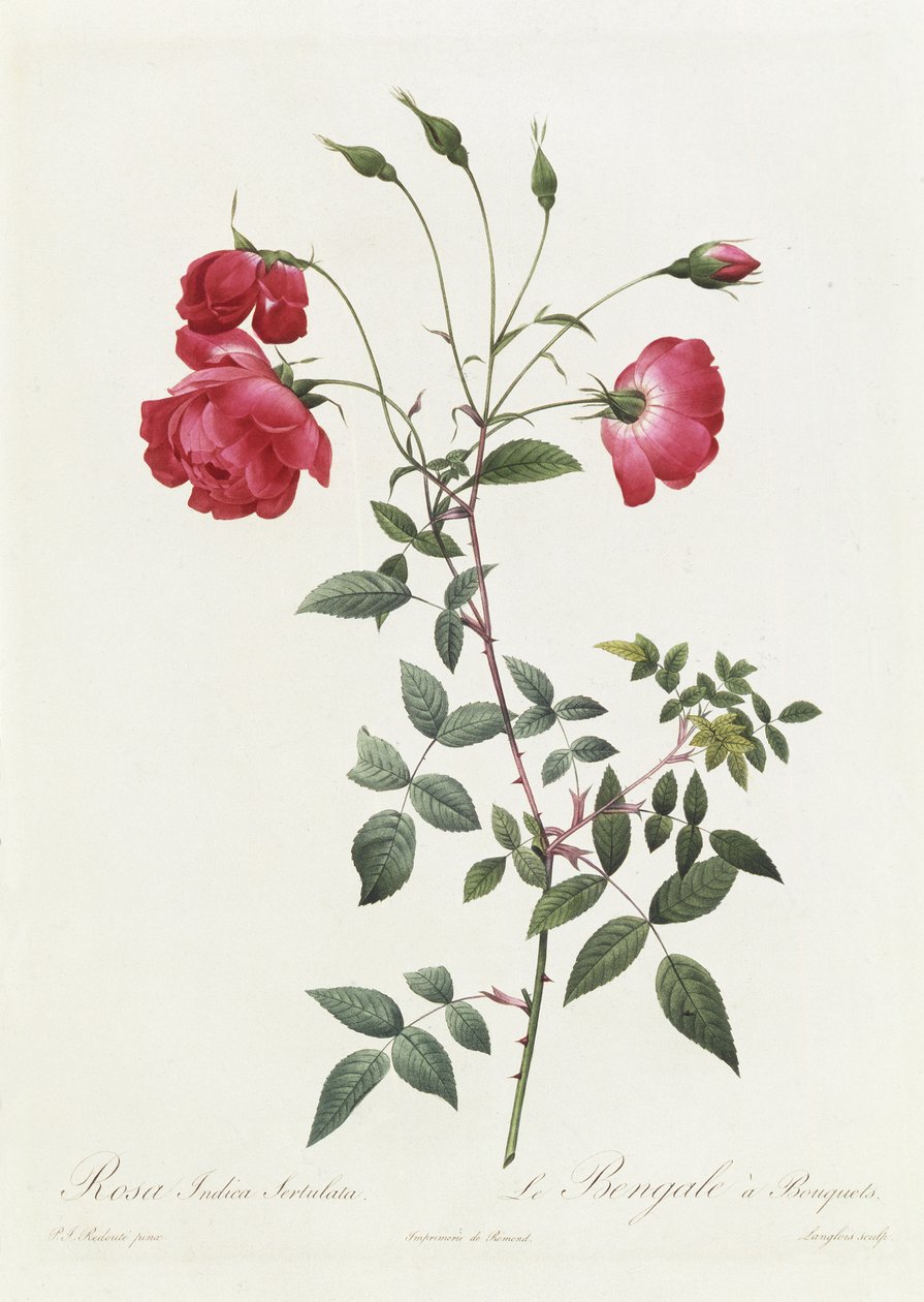 Rosa Indica Sertulata by Pierre Joseph Redouté